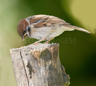 Buy stock photo Bird, sparrow and eating on log outdoor for relax in natural environmental habitat, sustainability and wildlife. Passeridae, animal and branch in park or garden with green background in Europe.