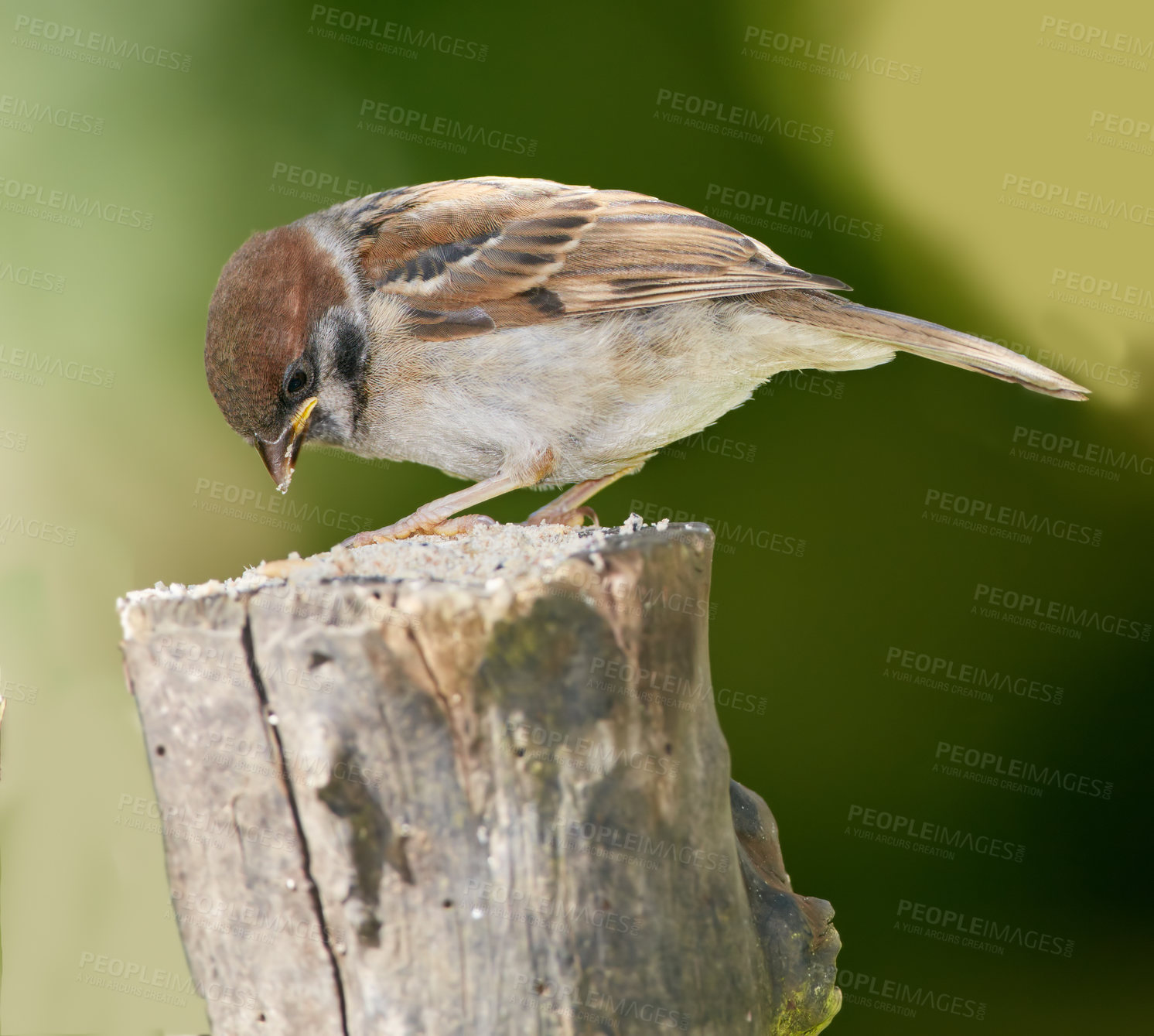 Buy stock photo Bird, sparrow and eating on log outdoor for relax in natural environmental habitat, sustainability and wildlife. Passeridae, animal and branch in park or garden with green background in Europe.