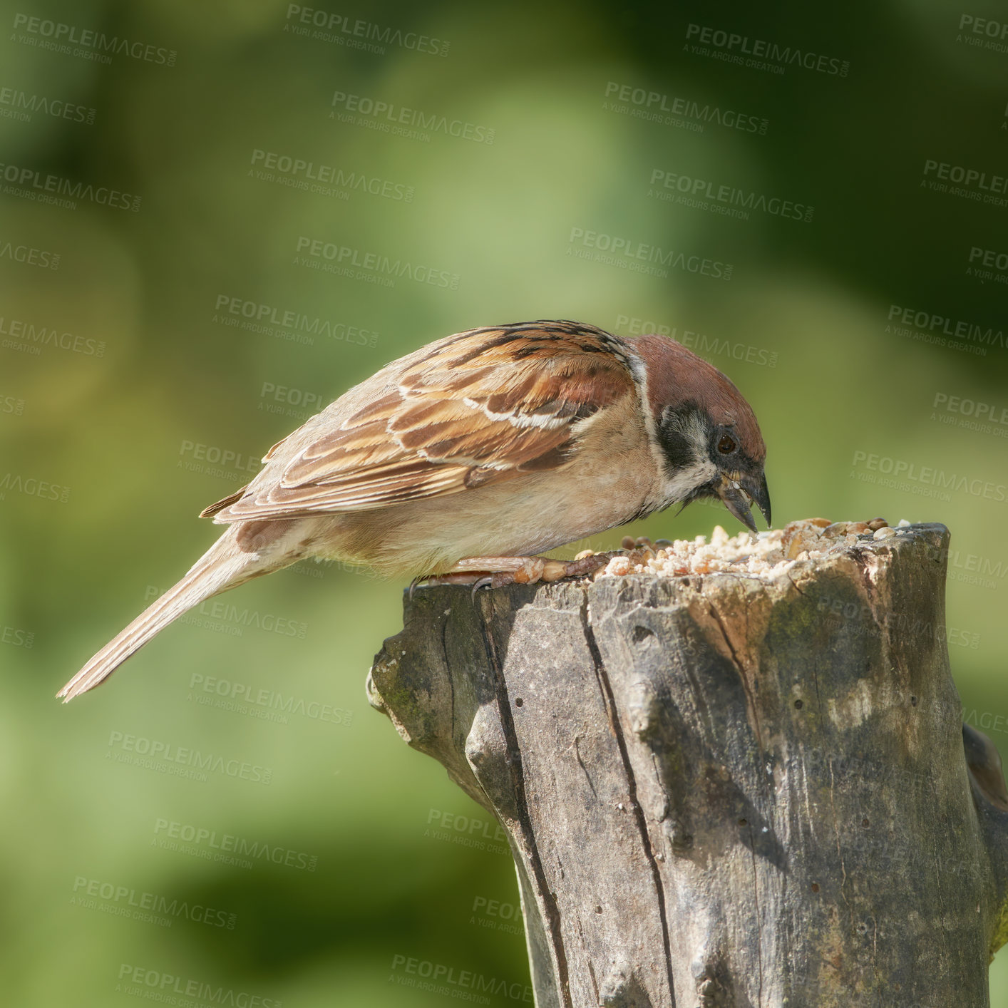 Buy stock photo Bird, sparrow and outdoor for eating on log for relax in natural environmental habitat, sustainability and wildlife. Passeridae, animal and branch in park or garden with green background in Europe.