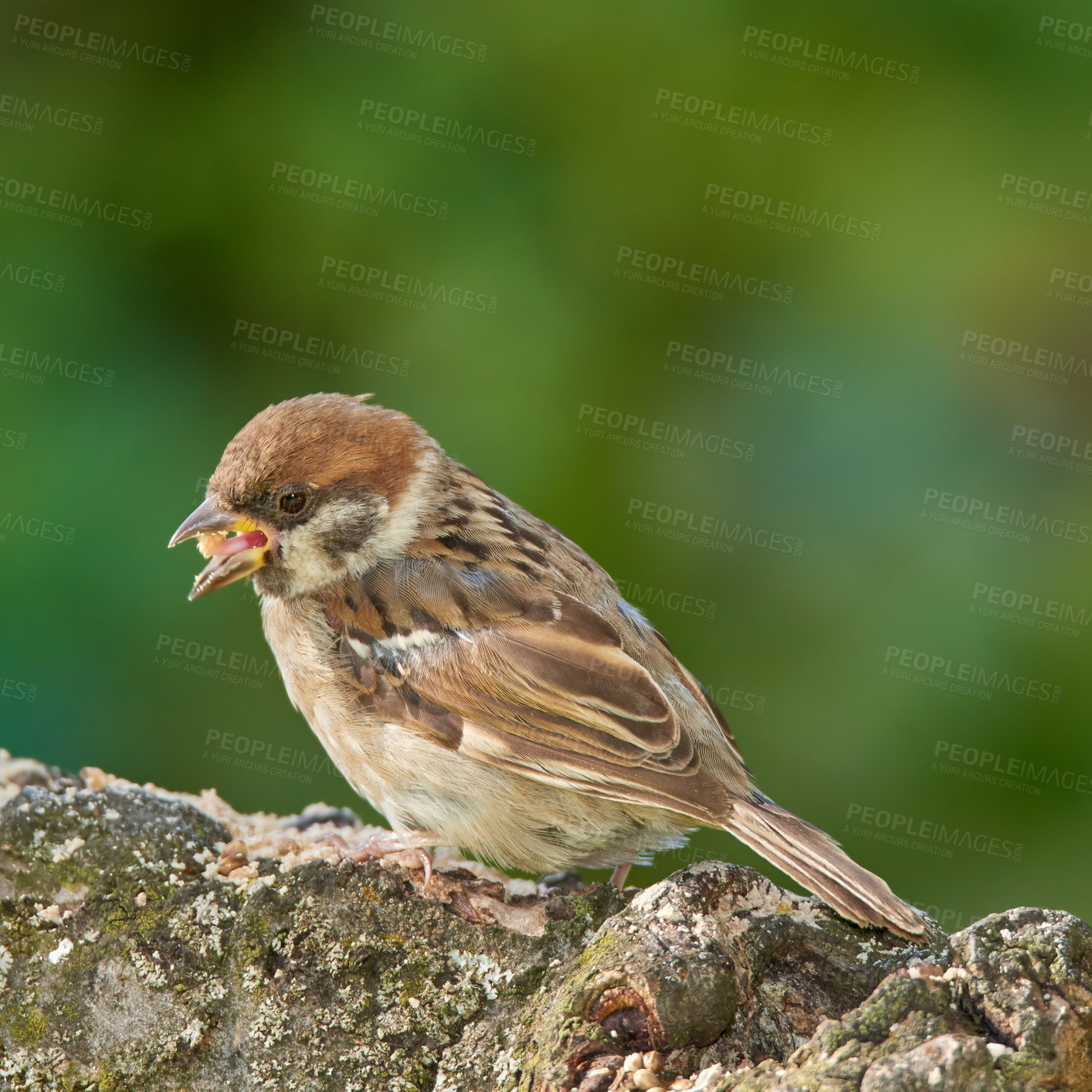 Buy stock photo Bird, tree sparrow and eating on branch for food, foraging or search for seeds. Small female animal, feeding and rest on log from flight, habitat creation and health or nutrition in Denmark ecosystem