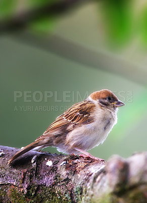 Buy stock photo Conservation, nature and wildlife with bird on tree in natural environment for sustainability. Ecosystem, feathers and habitat with brown sparrow outdoor on green background for ecology or flight