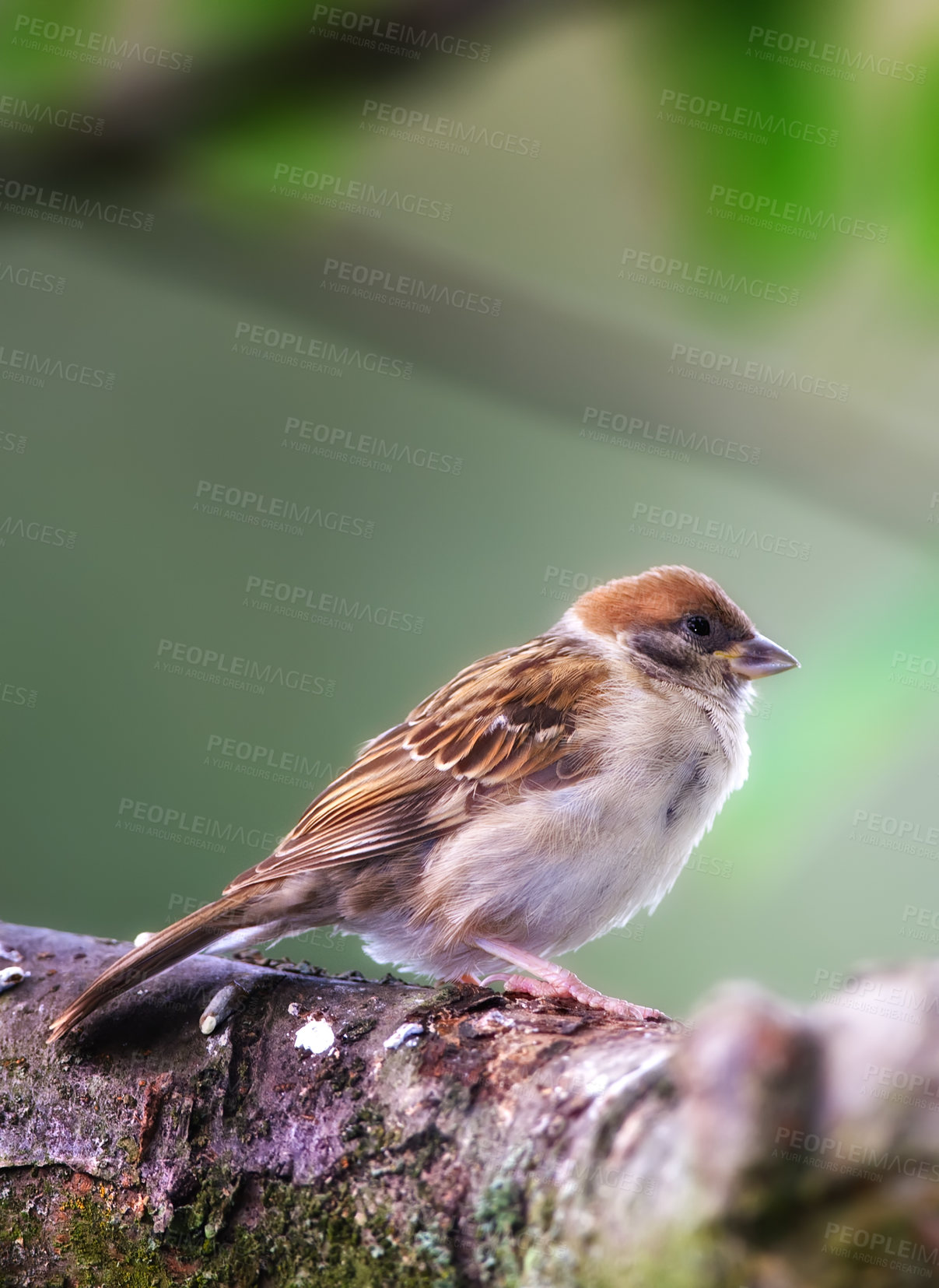 Buy stock photo Conservation, nature and wildlife with bird on tree in natural environment for sustainability. Ecosystem, feathers and habitat with brown sparrow outdoor on green background for ecology or flight