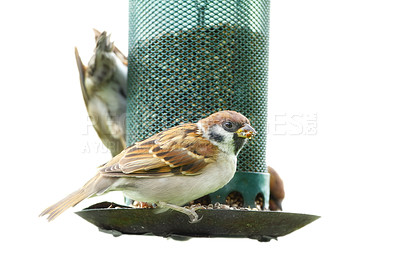 Buy stock photo Conservation, sparrow and birds with food for eating, hungry and adaptation to habitation. Studio background, feather and wings of animals with sunflower, corn or natural nutrition for wildlife