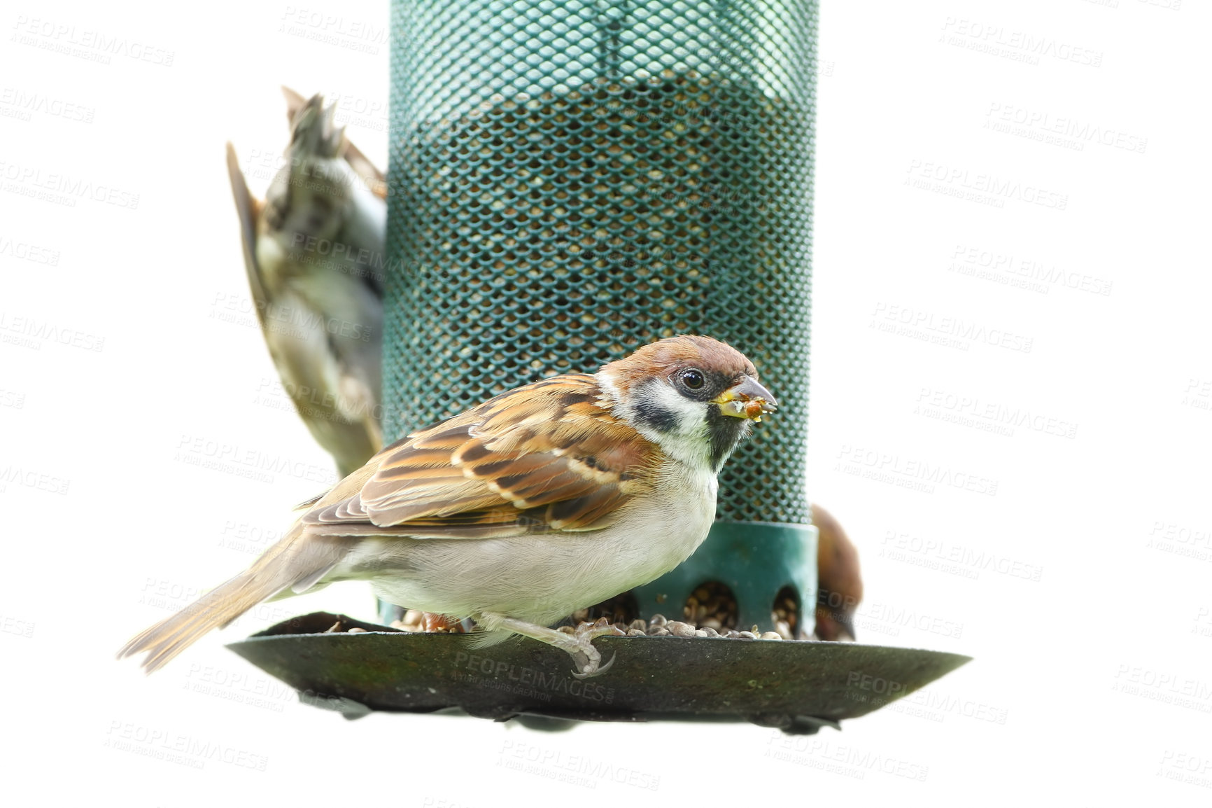 Buy stock photo Conservation, sparrow and birds with food for eating, hungry and adaptation to habitation. Studio background, feather and wings of animals with sunflower, corn or natural nutrition for wildlife