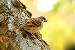 Sparrow