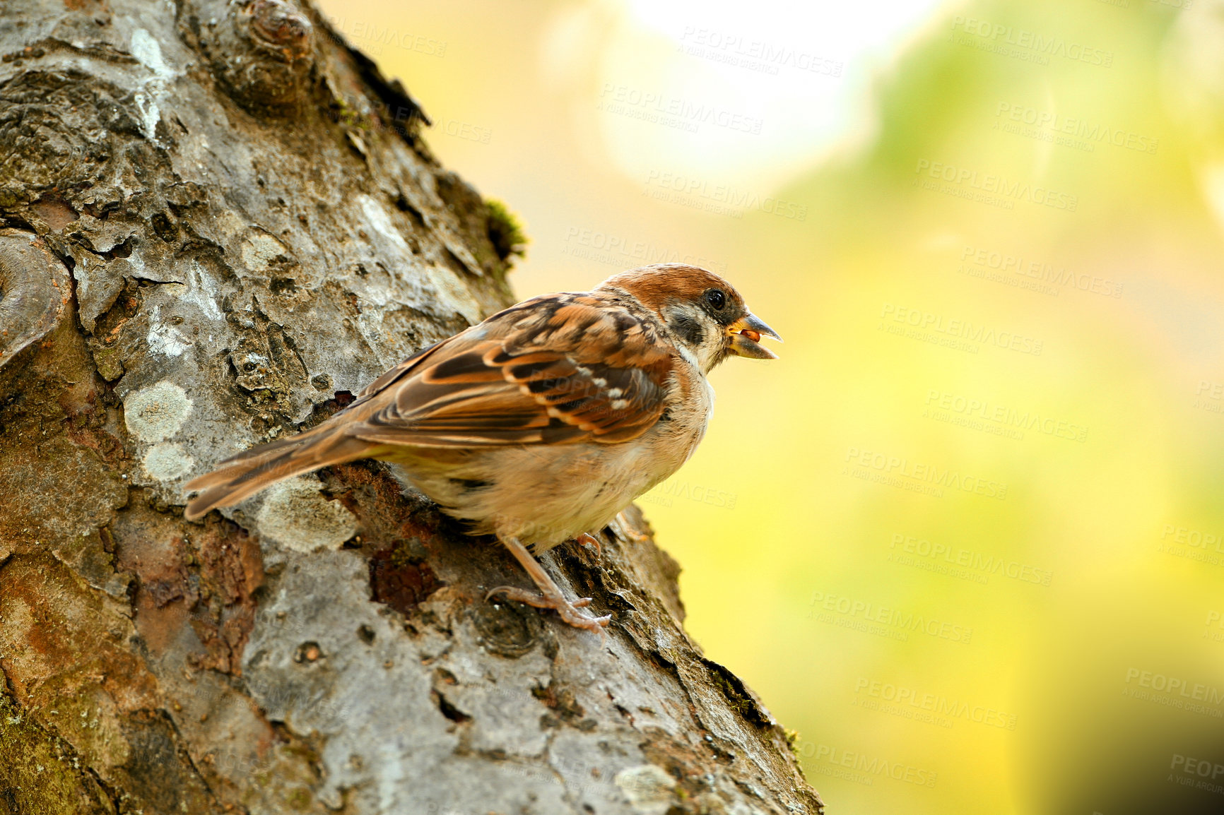 Buy stock photo Sparrow, bird and feeding on tree in nature for ecology, nutrition and conservation of ecosystem. Wildlife, animal and eating in environment with sustainability, natural habitat and hungry on branch