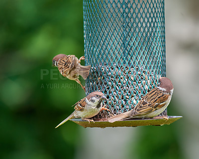 Buy stock photo Birds, eating and seeds in outdoor or nature for nutrition, hunger and feeding for environmental habitat. Passeridae, sparrow and tree with food for animal or wildlife in Europe and conservation.