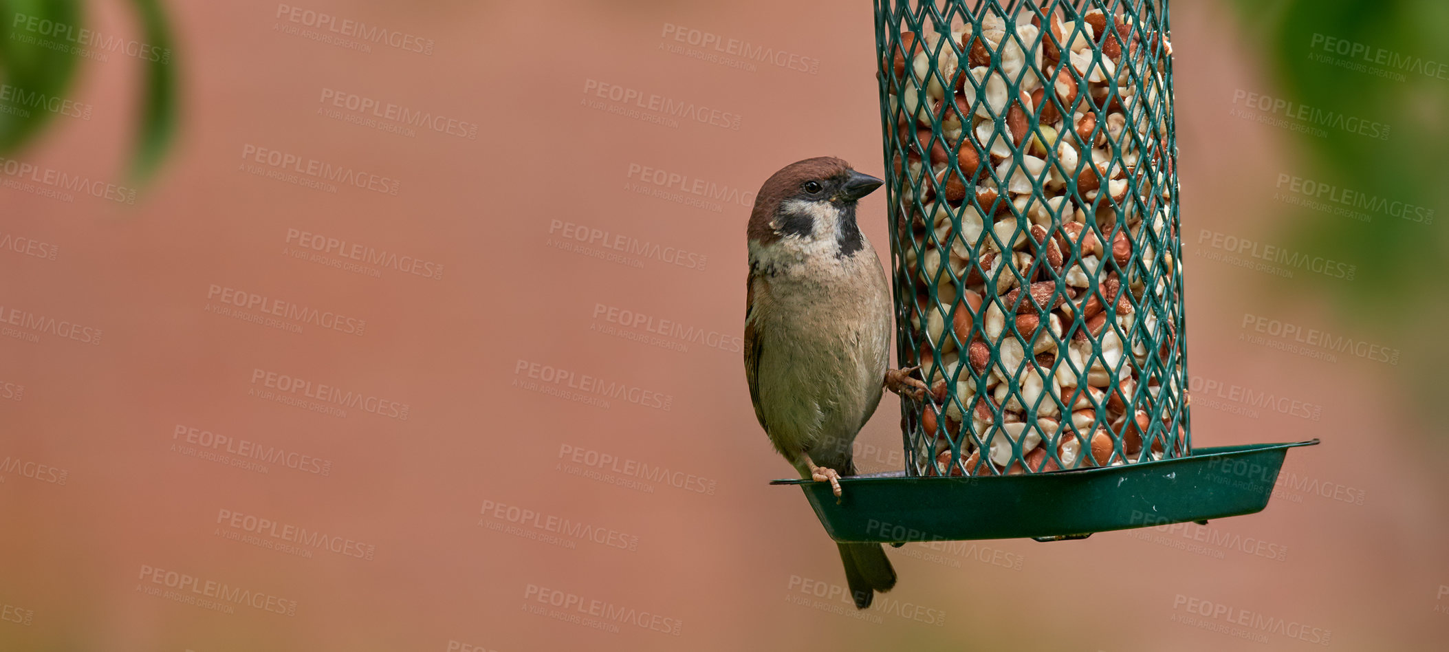 Buy stock photo Bird, eating and nuts in outdoor or nature for nutrition, hunger and feeding for environmental habitat. Passeridae, sparrow and tree with food for animal or wildlife in Europe and conservation.