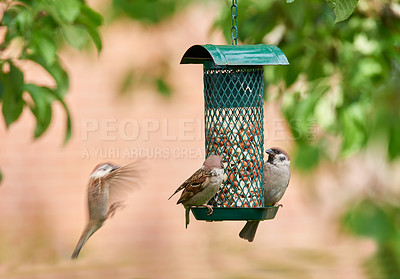 Buy stock photo Birds, eating and nuts in outdoor or garden for nutrition, hunger or feeding for environmental habitat. Passeridae, sparrow and tree with food for animal or wildlife in Europe and nature conservation