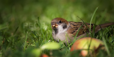 Buy stock photo Conservation, nature and wildlife with bird in grass field in natural environment for sustainability. Ecosystem, feathers and habitat with sparrow outdoor on green lawn for ecology or flight