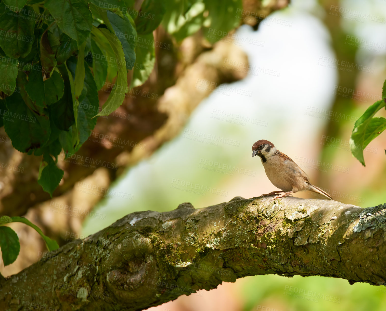 Buy stock photo Bird, sparrow and outdoor on tree in habitat, relax and nature ecosystem for animal in jungle. Travel, woods and calm countryside in wilderness, sustainable environment and branch for forest harmony