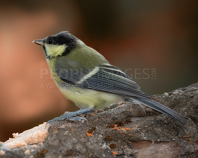 Buy stock photo Conservation, nature and sustainability with bird on tree in natural environment for ecology. Feathers, habitat and wildlife with Great Tit outdoor on dark background for ecosystem or flight