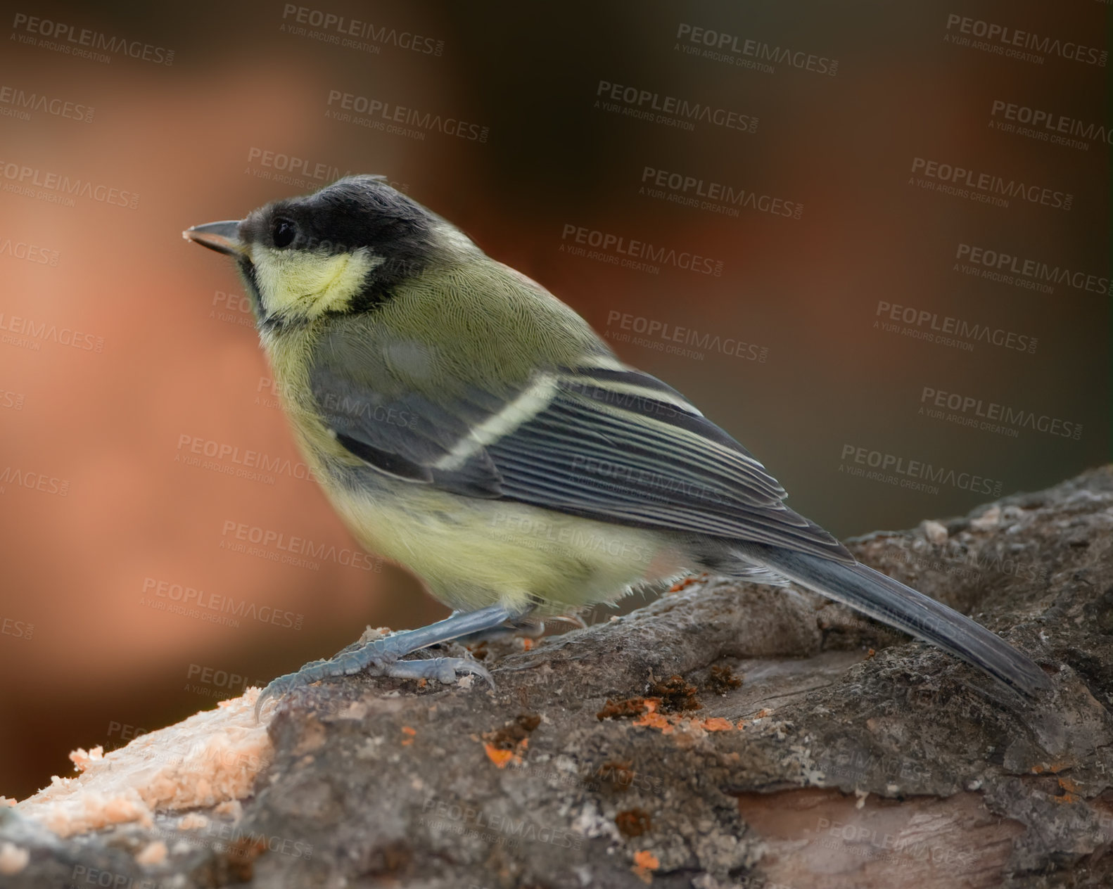 Buy stock photo Conservation, nature and sustainability with bird on tree in natural environment for ecology. Feathers, habitat and wildlife with Great Tit outdoor on dark background for ecosystem or flight