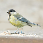 The Great Tit - Parus major