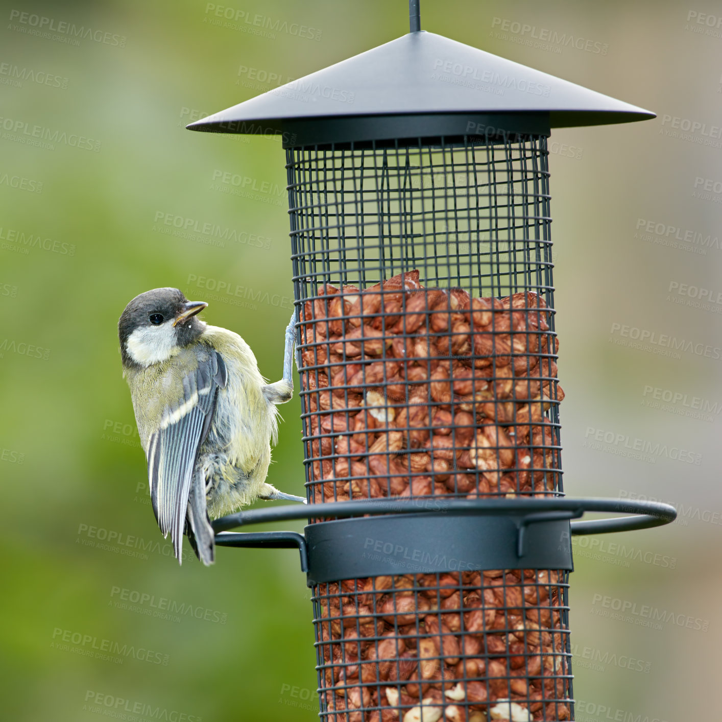 Buy stock photo Birds, tree and nuts in outdoor or nature for nutrition, hunger and eating in environmental habitat. Eurasian blue tit, park and feeder with food for animal or wildlife in Europe and conservation.