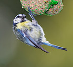 The Great Tit - Parus major