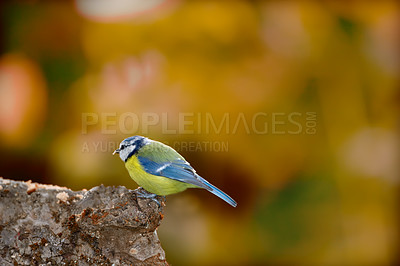 Buy stock photo The Eurasian blue tit is a small passerine bird in the tit family Paridae. The bird is easily recognisable by its blue and yellow plumage.