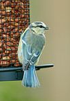 The Great Tit - Parus major