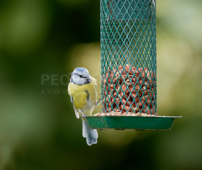 Buy stock photo Birds, eating and nuts in tree or nature for nutrition, hunger and feeding for environmental habitat. Eurasian blue tit, park and outdoor with food for animal or wildlife in Europe and conservation.