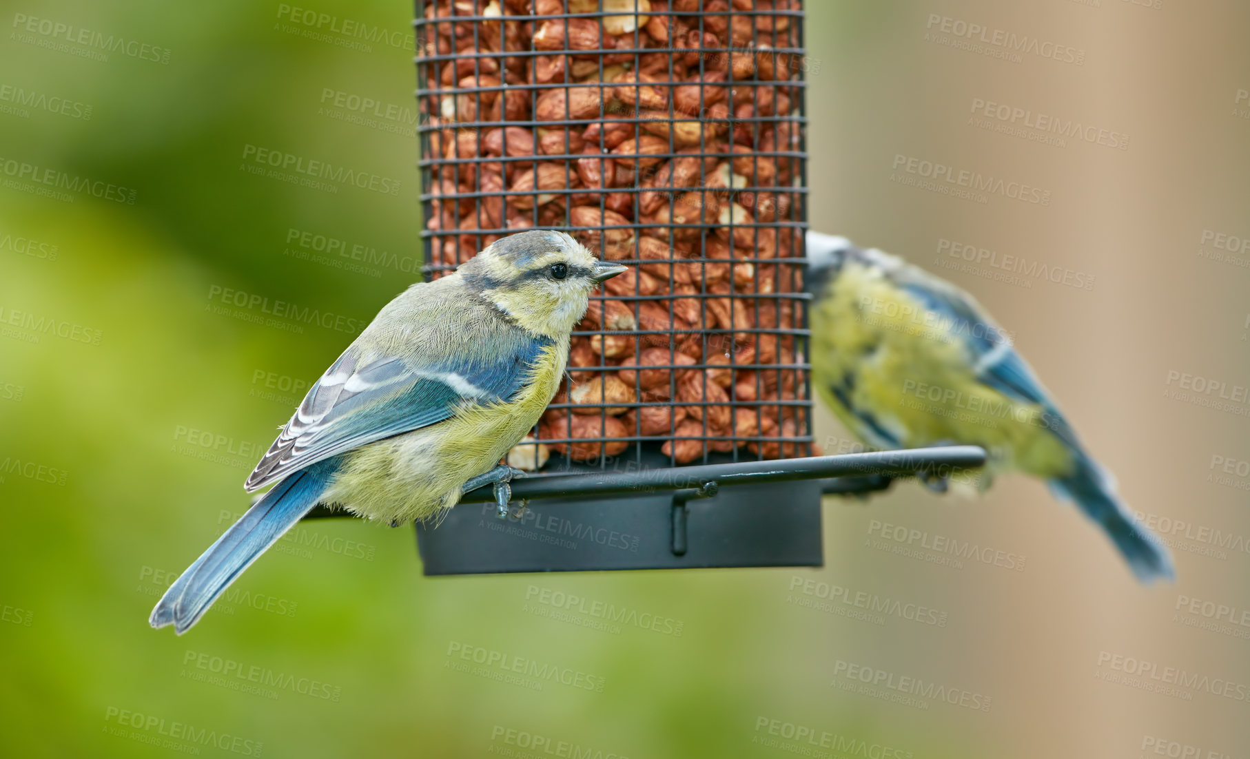 Buy stock photo Birds, eating and food in tree or nature for nutrition, hunger and feeding for environmental habitat. Eurasian blue tit, park and outdoor with nuts for animal or wildlife in Europe and conservation.