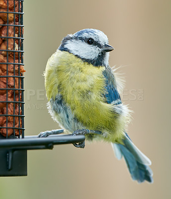 Buy stock photo Eurasian blue tit, birdhouse and garden for food, eating or health in morning, nature and outdoor in spring. Animal, bird and balance for feeding, nutrition or rest with container for seeds in Turkey