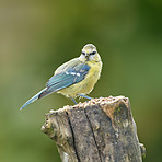 The Great Tit - Parus major