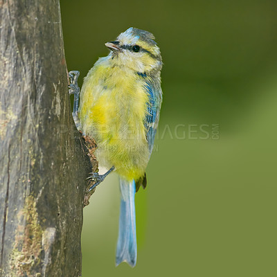 Buy stock photo Bird, park and outdoor in nature on log for relax in natural environmental habitat, sustainability and wildlife. Eurasian blue tit, animal and branch in garden with green background in Europe.