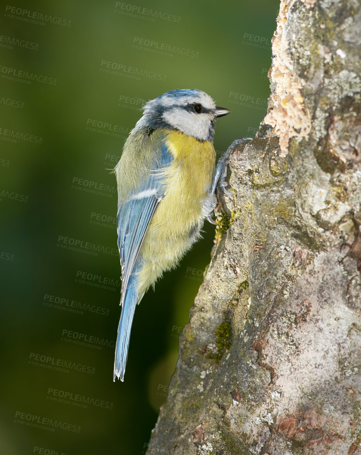 Buy stock photo The Eurasian blue tit is a small passerine bird in the tit family Paridae. The bird is easily recognisable by its blue and yellow plumage.
