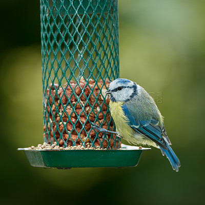 Buy stock photo Bird, eating and nuts in park or outdoor for nutrition, hunger and feeding for environmental habitat. Eurasian blue tit, tree and nature with food for animal or wildlife in Europe and conservation.