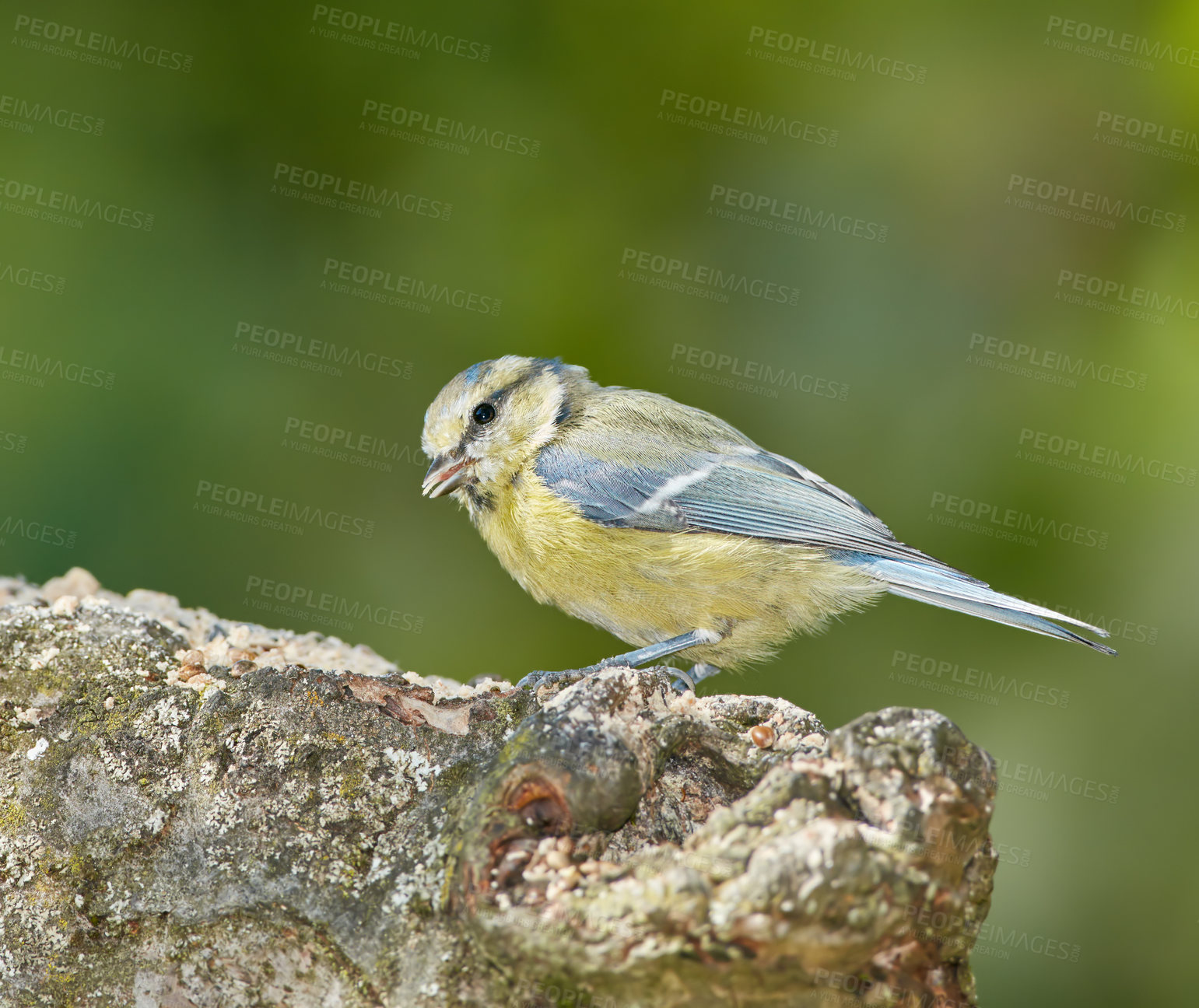 Buy stock photo Ecology, bird and sparrow on tree in habitat for pollination, conservation or sustainability of ecosystem. Wildlife, animal or relax on branch for food search and insect control in nature with mockup