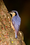 The Nuthatch