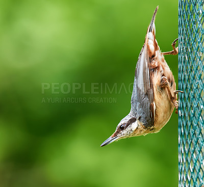 Buy stock photo Sparrow, bird and nuthatches in nature outdoor for feeder cage, natural habitat and sustainable environment. Passerine, species and animal with feather of insect control, eco balance and mockup space