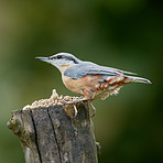 The Nuthatch