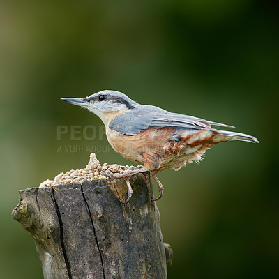 Buy stock photo Ecosystem, nature and wildlife with bird on tree trunk in natural environment for sustainability. Conservation, feathers and habitat with nuthatch outdoor on green background for ecology or flight