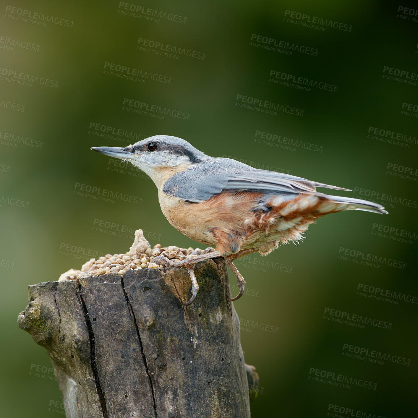 Buy stock photo Ecosystem, nature and wildlife with bird on tree trunk in natural environment for sustainability. Conservation, feathers and habitat with nuthatch outdoor on green background for ecology or flight