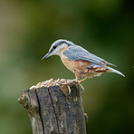 The Nuthatch