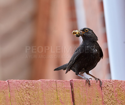 Buy stock photo Bird, eating and insect for food outdoor with nutrition balance, diet habits and pest control in environment. Animal, feather and nature in wildlife for survival, energy source or hunting skills