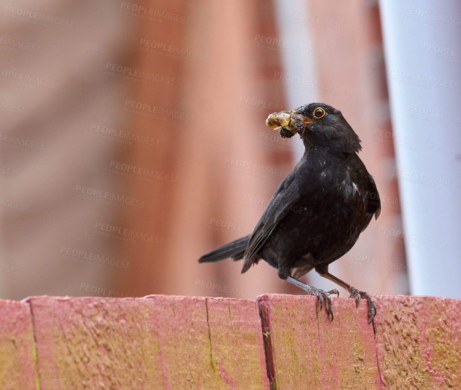 Buy stock photo Bird, eating and insect for food outdoor with nutrition balance, diet habits and pest control in environment. Animal, feather and nature in wildlife for survival, energy source or hunting skills