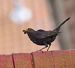 Blackbird - Turdus merula, male