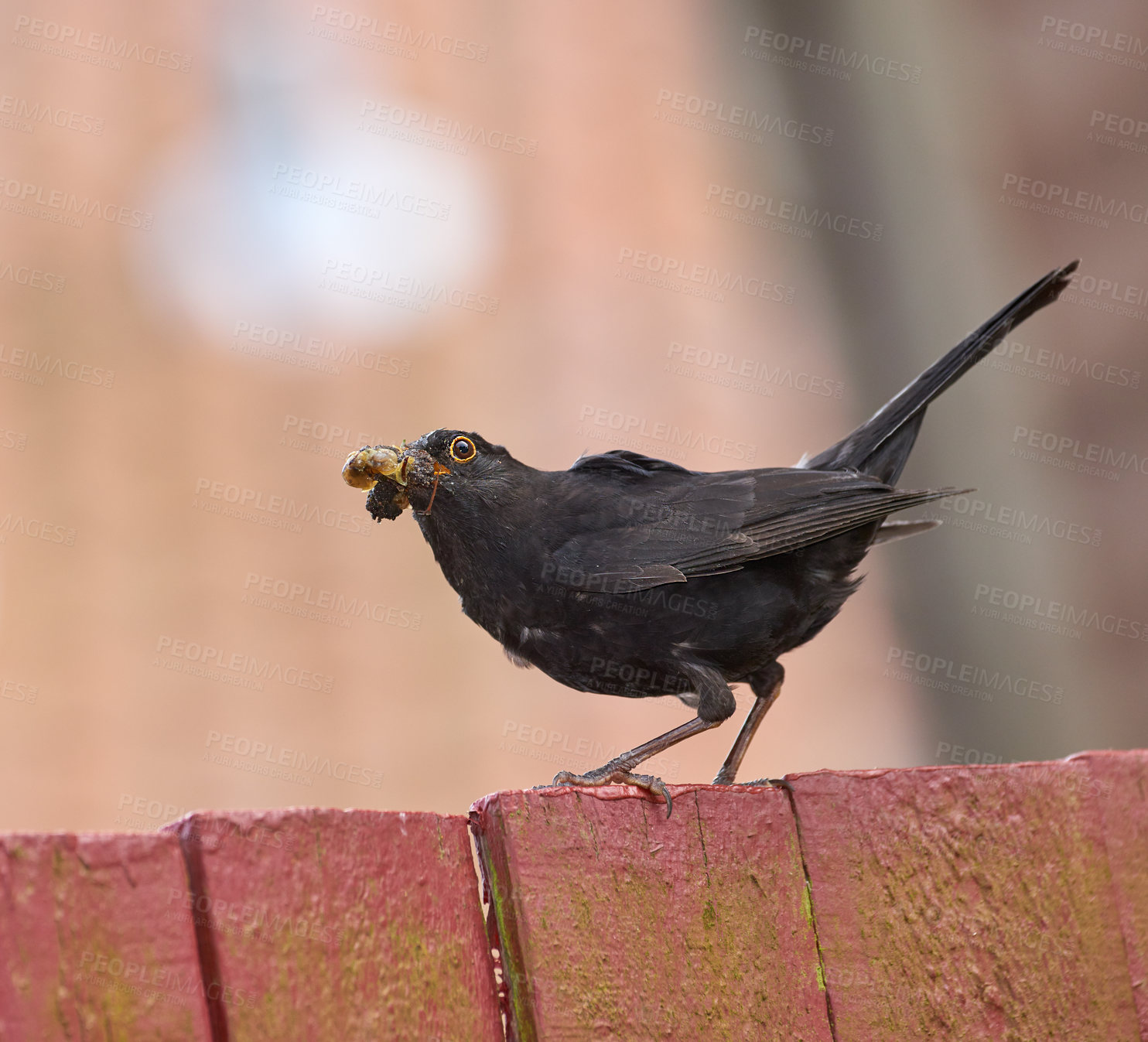 Buy stock photo Eating, bird and insect for food outdoor with nutrition balance, diet habits and pest control in environment. Animal, feather and nature in wildlife for survival, energy source or hunting skills