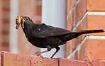 Blackbird - Turdus merula, male