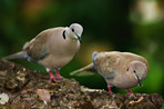 Lovely turtle dove - elegant and beautiful