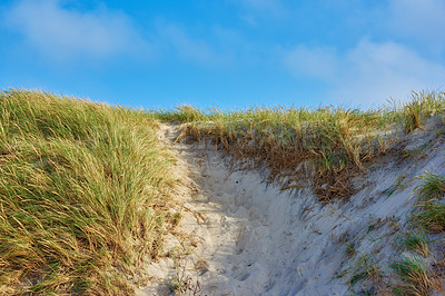 Buy stock photo Landscape of sand dunes on the west coast of Jutland in Loekken, Denmark. Closeup of tufts of green grass growing on an empty beach during a summer day. Scenic view of a blue sky against nature