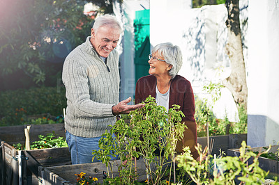 Buy stock photo Senior couple gardening in backyard, plants and happiness outdoor with nature and sustainability. Elderly man with woman together in garden during retirement, eco friendly with botany and environment