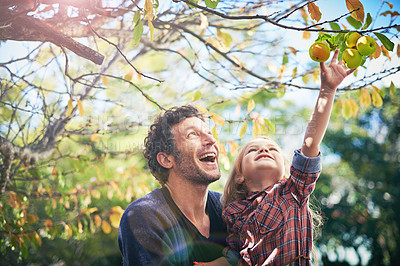 Buy stock photo Father with girl child picking from apple tree in garden, happy outdoor with love and family together in orchard. Man spending quality time with young daughter on farm, fruit and happiness in nature