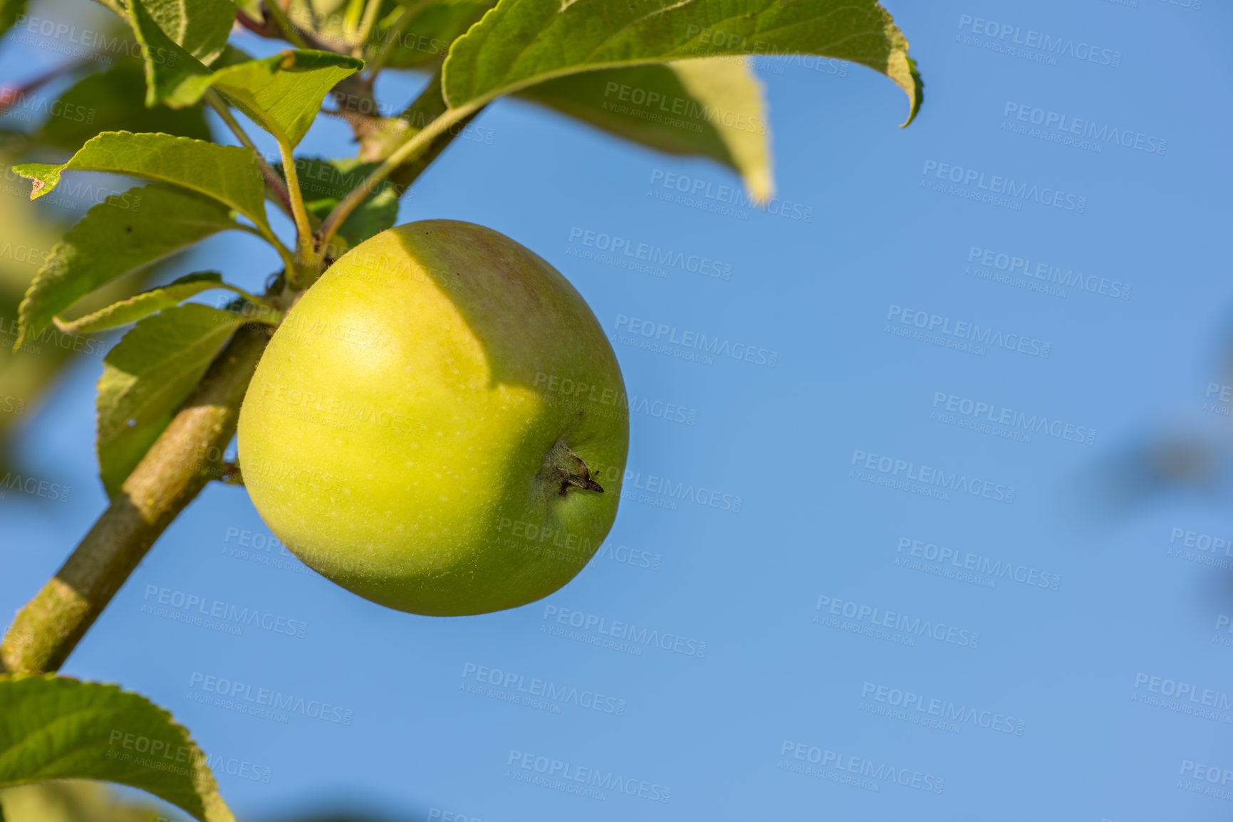 Buy stock photo Agriculture, tree and apple in farm for harvest in outdoor for food, health and organic in Virginia. Fruit, green and environmental with sustainability, environment and plantation for production