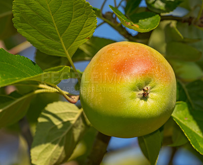 Buy stock photo Agriculture, branch and apple in farm for harvest in outdoor for nutrition, health and organic in Virginia. Fruit, green and environmental with sustainability, tree and plantation for food production