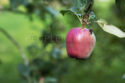 Buy stock photo Red apple, tree and branch with agriculture, nature and outdoor with growth for food production in orchard. Fruit, farming and sustainability in countryside for environment with crop closeup in China