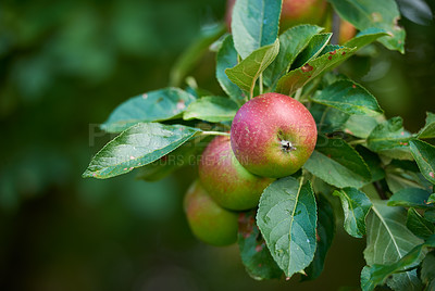 Buy stock photo Agriculture, tree and red apple in farm for harvest in outdoor for nutrition, health and organic in Virginia. Fruit, green and environmental with sustainability and plantation for food production