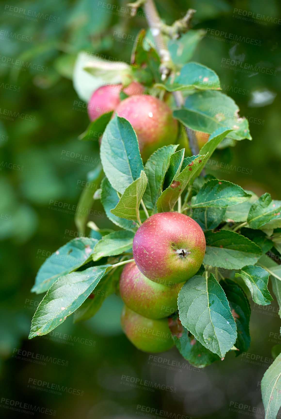 Buy stock photo Red apples, nature and season with harvest, trees and fiber with summer, sustainability and outdoor. Empty, fresh organic fruit and orchard with agriculture, juicy and ripe with nutrition and garden